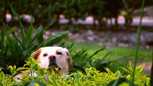 canine yellow Labrador retriever hiding on green leaf plants dog