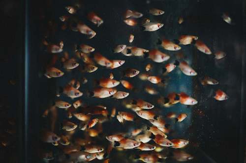 animal shoal of pet fish water