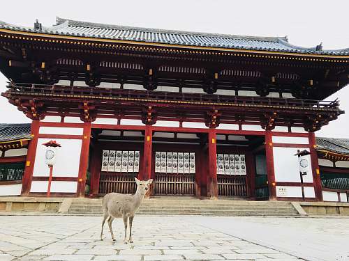 building gray animal behind white and red building during daytime shrine