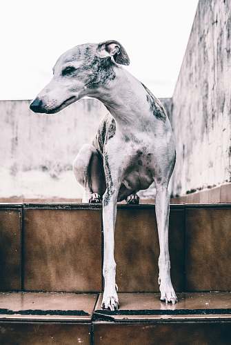 brazil short-coated gray dog on stairs dog