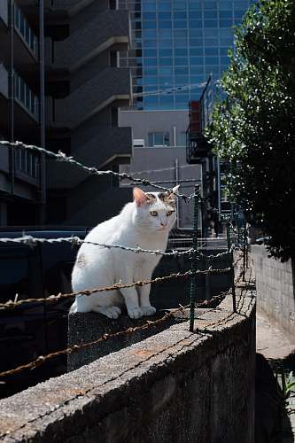handrail cat sitting in front of barbed wire cat