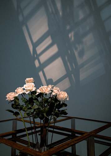 handrail white rose flowers plant