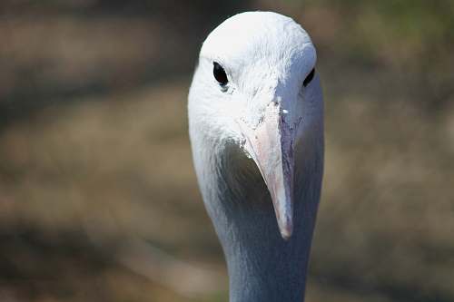 bird focus photography of animal head animal