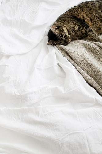 cat brown tabby cat laying on white textile furniture