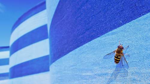 wasp bee on flag insect
