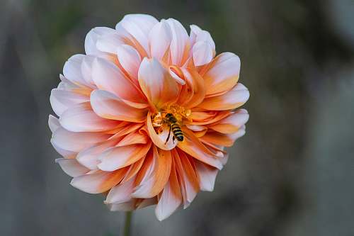wasp bee on flower on selective focus photography insect