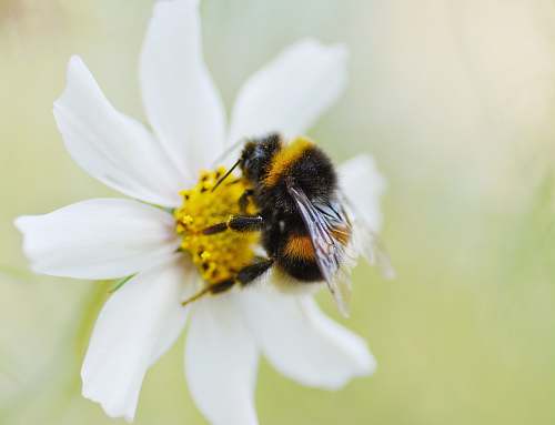animal bee perching on white flower apidae