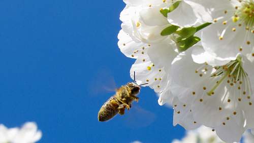 flower yellow and black hornet flying beside white flower during day time insect