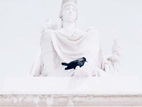animal  crow