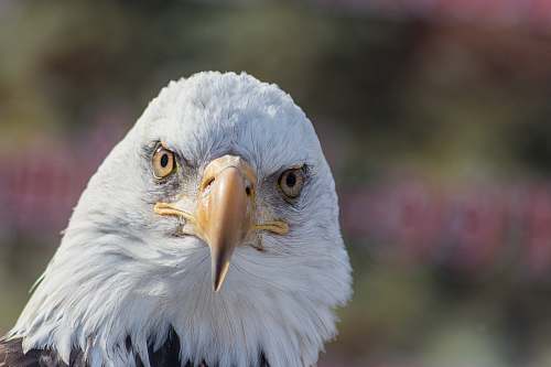 eagle bald eagle during day bald eagle