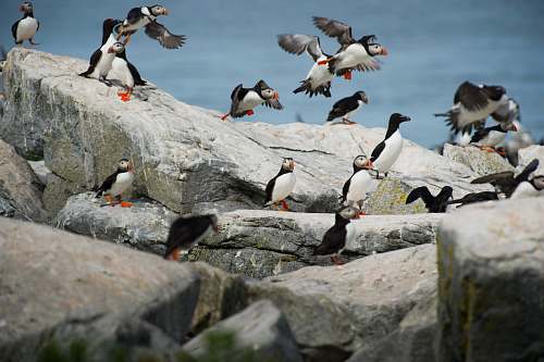 animal black-and-white birds on grey rocks puffin