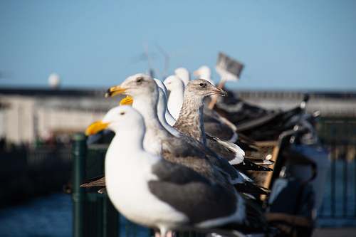 human flock of white-and-gray seagulls seagull