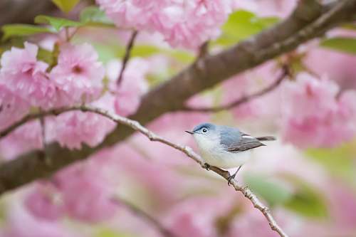 animal gray and white bird perching on branch bluebird