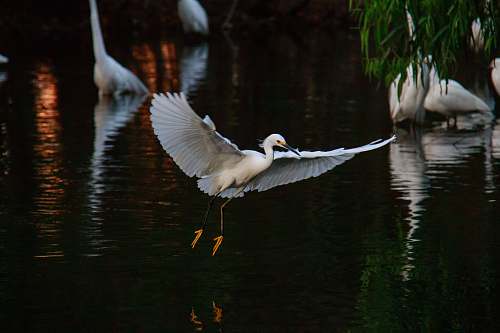 animal heron bird flying above body of water waterfowl