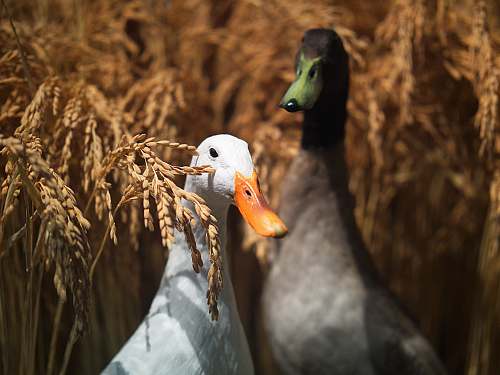animal macro shot of gray and white birds albatross