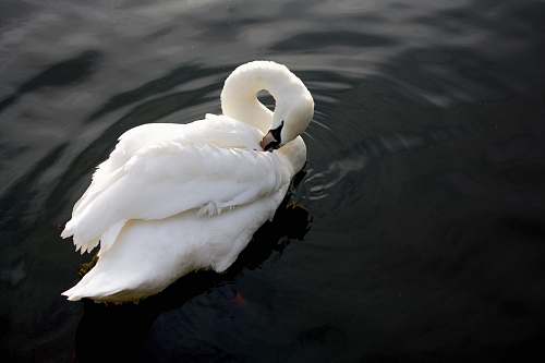 swan mute swan on body of water animal
