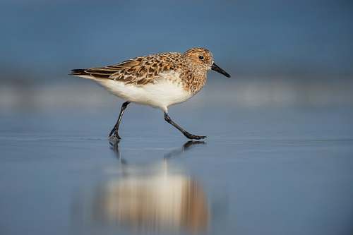 reflection selective focus photography of brown bird walking on shore animal