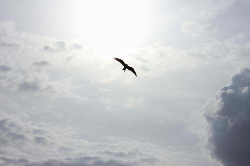 clouds silhouette of bird flying sun