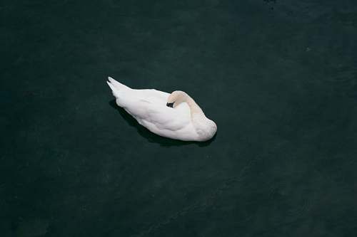 swan swam on lake animal