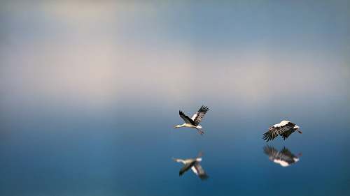 stork two white-and-black birds flying on to of water reflecting selves transportation