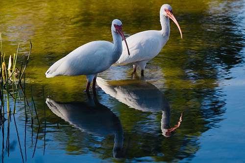 plant two white birds on body of water water