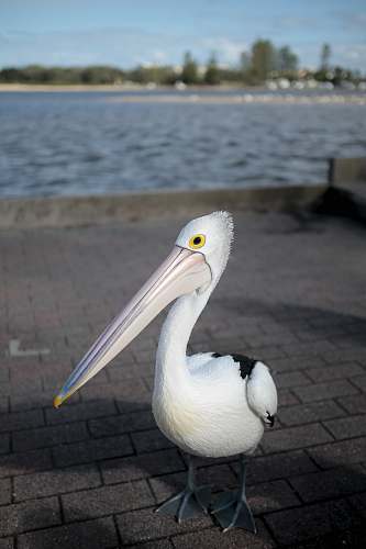 animal white and black bird on pavement pelican