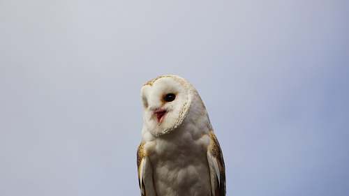 animal white and brown owl beak