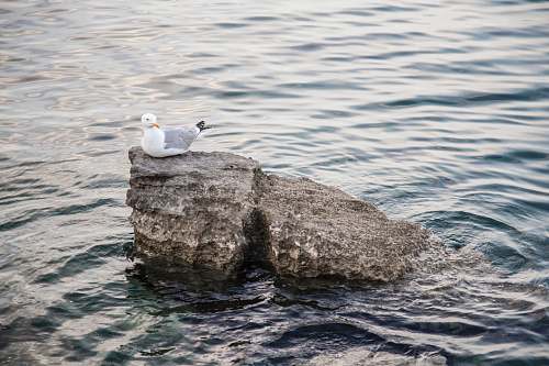seagull white and gray seagull sitting on rock surrounded by body of water animal