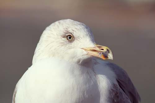 animal white bird beak