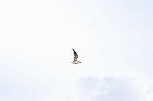 animal white bird flying white