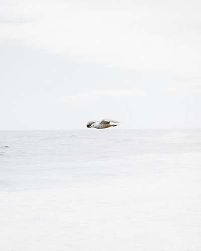 animal white bird in flight over body of water white