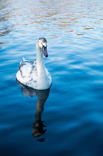animal white duck on calm body of water swan