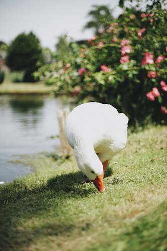 goose white goose on green grass near body of water animal
