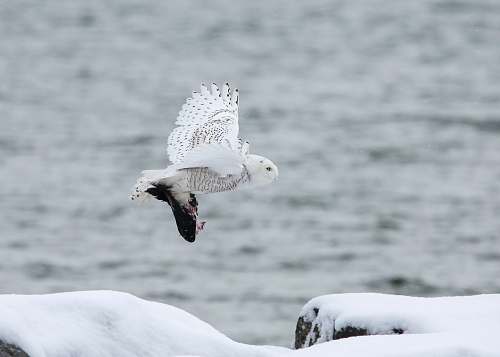 animal white owl flying through the sky seagull