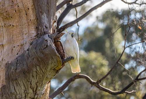 tree white parrot hanging on twig forest