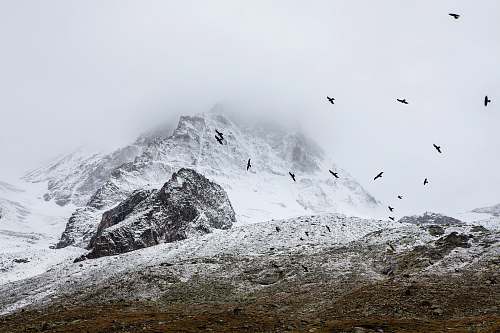 mountain birds flying in the sky above snow covered mountain nature