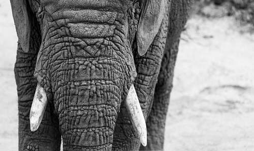 animal  elephant