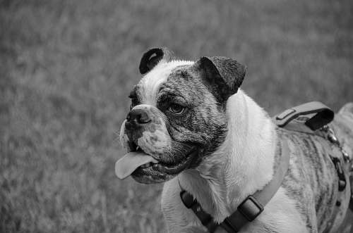 animal adult brindle and white American pit bull terrier canine