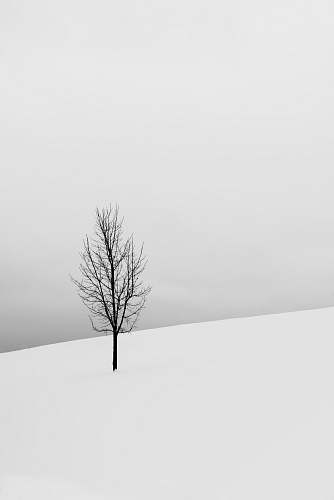 tree bare tree in middle of snowy field plant