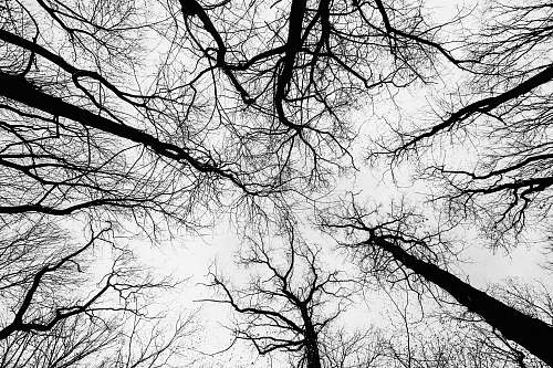 tree bare tree photography erlangen