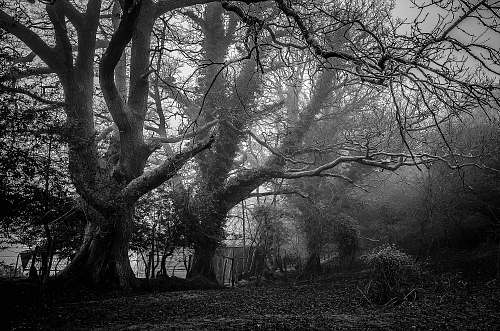 tree bare trees oak