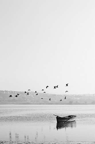 animal birds flying over boat bird