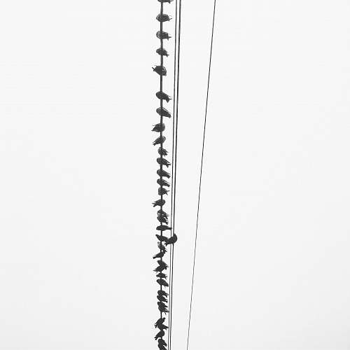 white birds perching on utility wires black