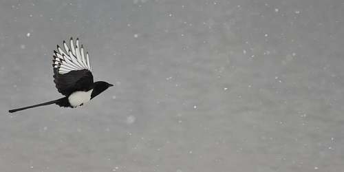 bird black and white bird magpie