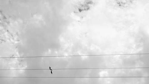 animal black and white bird on electric cable under white and gray skies flying