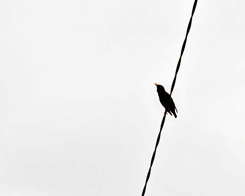 animal black bird on black wire bird