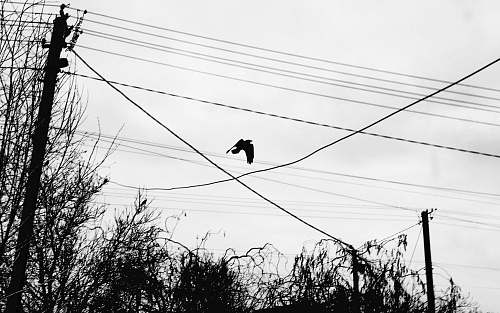 white black bird animal