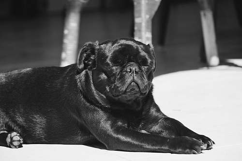 animal black pug closes eyes canine