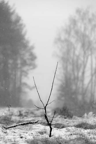 grey black tree branch on snow-covered field tree