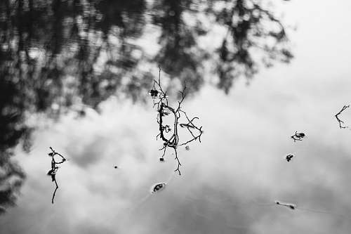 grey body of water nature